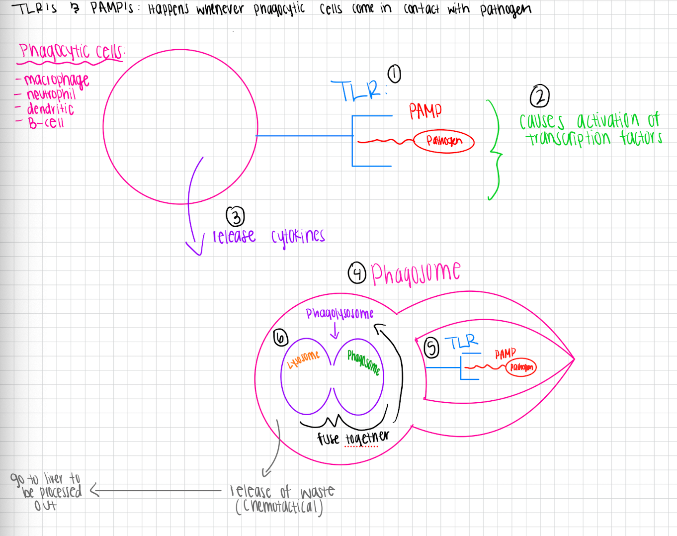<p>PAMP and TLR process (phagocytosis) </p>