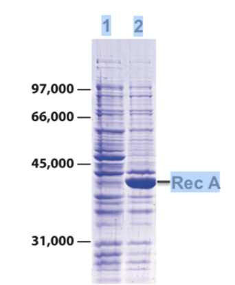 <p><span style="font-size: calc(var(--scale-factor)*20.27px);"><span>• Lane 1: bacterial cell lysate separated by SDS-</span></span><span><span><br></span></span><span style="font-size: calc(var(--scale-factor)*20.27px);"><span>PAGE</span></span><span><span><br></span></span><span style="font-size: calc(var(--scale-factor)*20.27px);"><span>• Stain gel with Coomassie blue</span></span><span><span><br></span></span><span style="font-size: calc(var(--scale-factor)*20.30px);"><span>• Reveals hundreds of different bacterial proteins</span></span><span><span><br></span></span><span style="font-size: calc(var(--scale-factor)*20.27px);"><span>of different sizes and abundance</span></span><span><span><br></span></span><span style="font-size: calc(var(--scale-factor)*20.30px);"><span>• Lane 2: lysate from cells expressing the protein</span></span><span><span><br></span></span><span style="font-size: calc(var(--scale-factor)*20.27px);"><span>Rec A from a bacterial expression plasmid</span></span><span><span><br><br></span></span><span style="font-size: calc(var(--scale-factor)*20.27px);"><span>BUT: many proteins are not expressed at</span></span><span><span><br></span></span><span style="font-size: calc(var(--scale-factor)*20.27px);"><span>high enough levels to be visible</span></span></p><p><br></p>