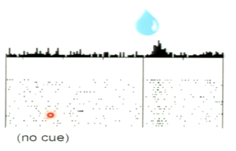 <p>Describe experiment (part 1). What type of neuron is being recorded?</p>