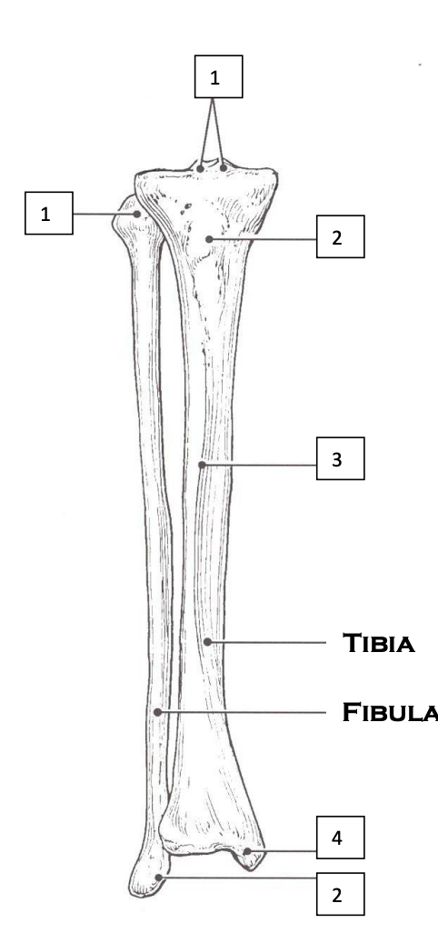 <p>Tibia and Fibula</p>