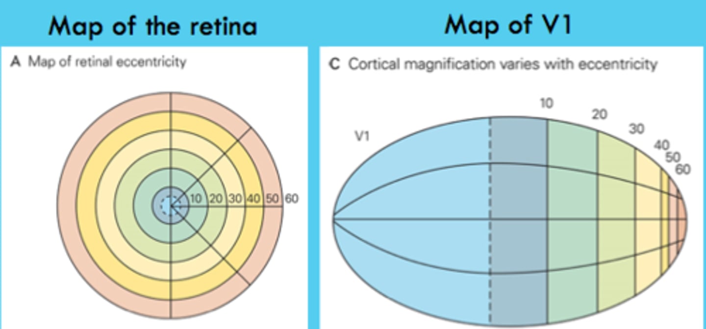 <p>a larger area of cortex is dedicated to processing a smaller area of the retina; more of V1 process what's happening in the fovea, less of V1 process what's happening in the periphery</p>