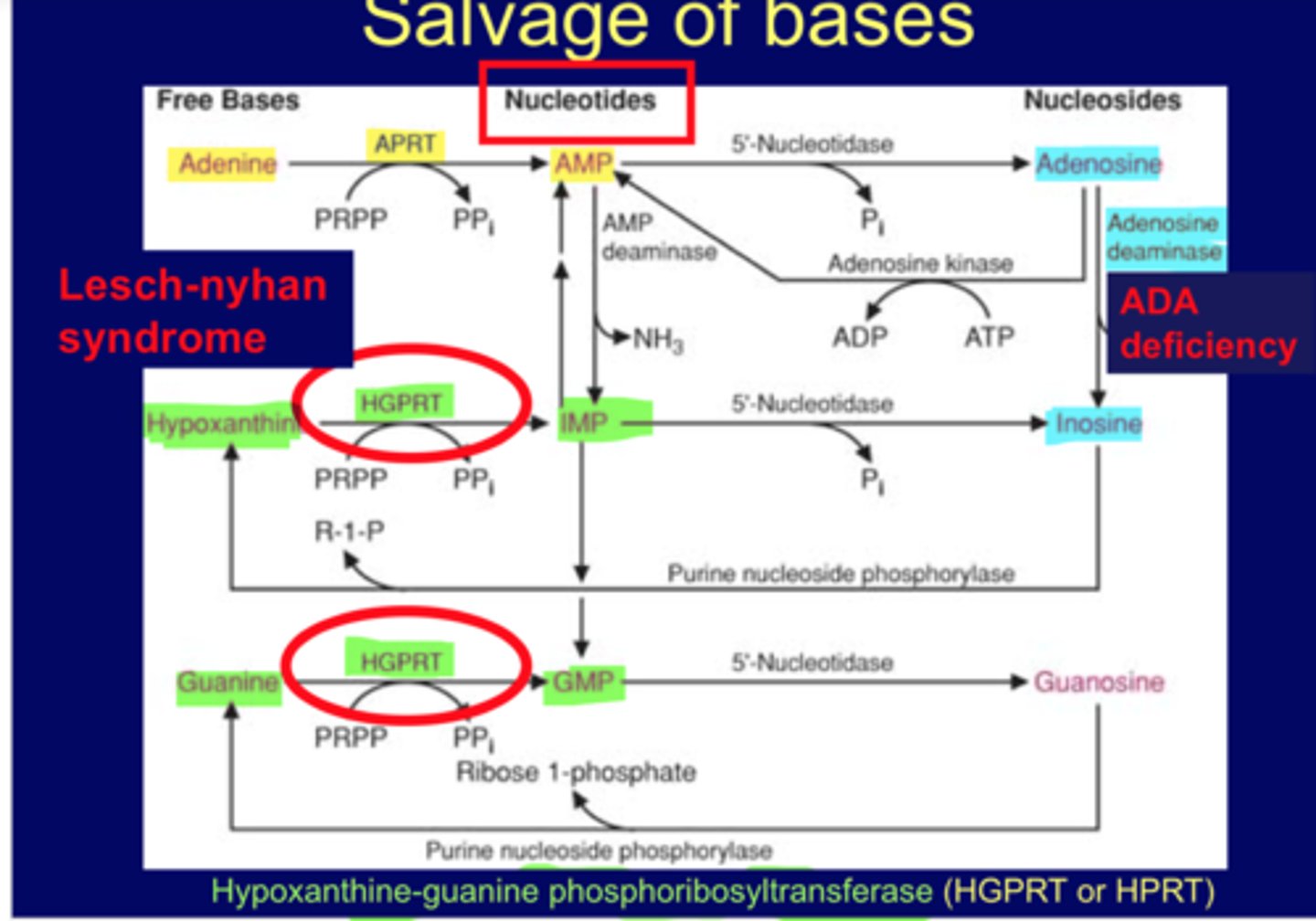 <p>Salvage pathway for Purines</p><p></p><p>Purines that result from the normal turnover of nucleic acids or small amount obtained from diet can be converted to nucleoside triphosphates and used by the body.</p><p>*important for brain</p><p></p><p>focus on IMP, can make AA (makes AMP or GMP)</p><p>Hypoxanthine-make IMP, circle reaction, uses <strong>HGRPT</strong> (transferase type), if problem causes <strong>Lesch Nyhan (same issue for Guanine-->GMP also uses HGPRT)</strong></p><p></p><p>Adenosine->Inosine using <strong>ADA, if def causes SCID</strong></p>