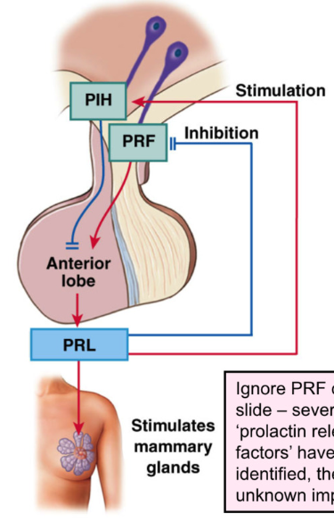 <p><strong>Prolactin</strong>: Peptide, tonic inhibitory control of PIH from hypothalamus</p><ul><li><p>prolactin usually inhibited → when breast feeding → PIH decrease </p></li></ul><p></p><ul><li><p>PIH = Dopamine</p><ul><li><p>prolactin release is <strong>stimulated </strong>by <strong>decreasing </strong>PIH (dopamine) release from hypothalamus</p></li></ul></li></ul><p></p><ul><li><p><strong>stimulus for release:</strong></p><ul><li><p> pregnancy and suckling on breast (decreases PIH release)</p><ul><li><p>sensory receptors in nipples send afferent signal to hypothalamus</p></li></ul></li></ul></li></ul><p></p><ul><li><p><strong>target organ: </strong></p><ul><li><p>mammary glands of breast</p></li></ul></li><li><p><strong>effect: </strong></p><ul><li><p>stimulate growth and development of mammary glands (levels rise during pregnancy</p></li><li><p>stimulate milk SYNTHESIS</p></li></ul></li></ul><p></p><p></p><ul><li><p>Prolactin = feedback loop for GnRH → inhibits GnRH (gonadotropin releasing hormone) release from hypothalamus → inhibits FSH and LH</p></li><li><p>hyperprolactinemia → menstrual cycle irregularities in females, infertility, low libido in males</p></li></ul><p></p><p>males can lactate with a bunch of prolactin</p>