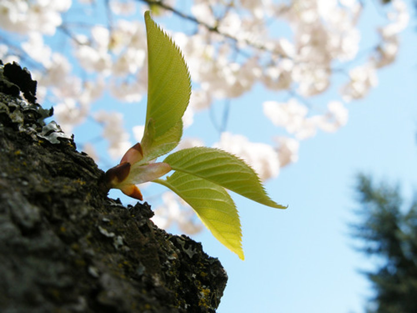 <p>spring (chūntiān)</p>