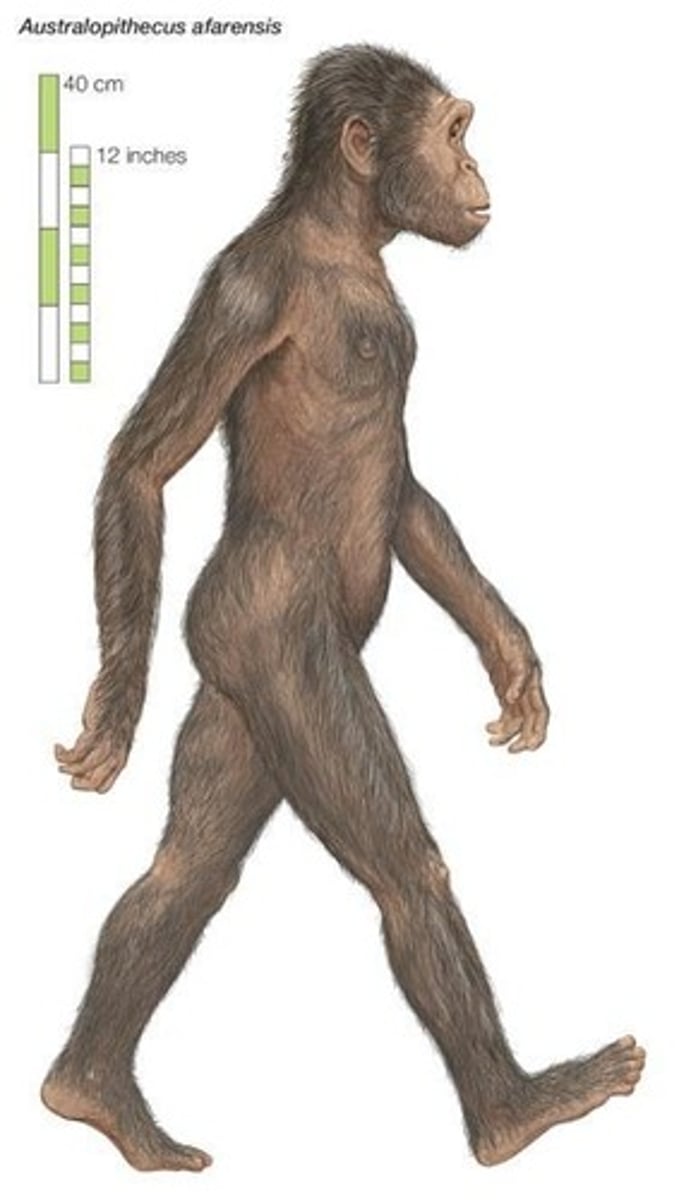 <p>Early hominid species appeared 3.2 million years ago.</p>