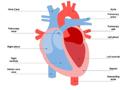 * Two separate pumps


* Left pump = deals with oxygenated blood from the lungs to the body
* Right pump = deals with deoxygenated blood from the body, taking it back to the heart