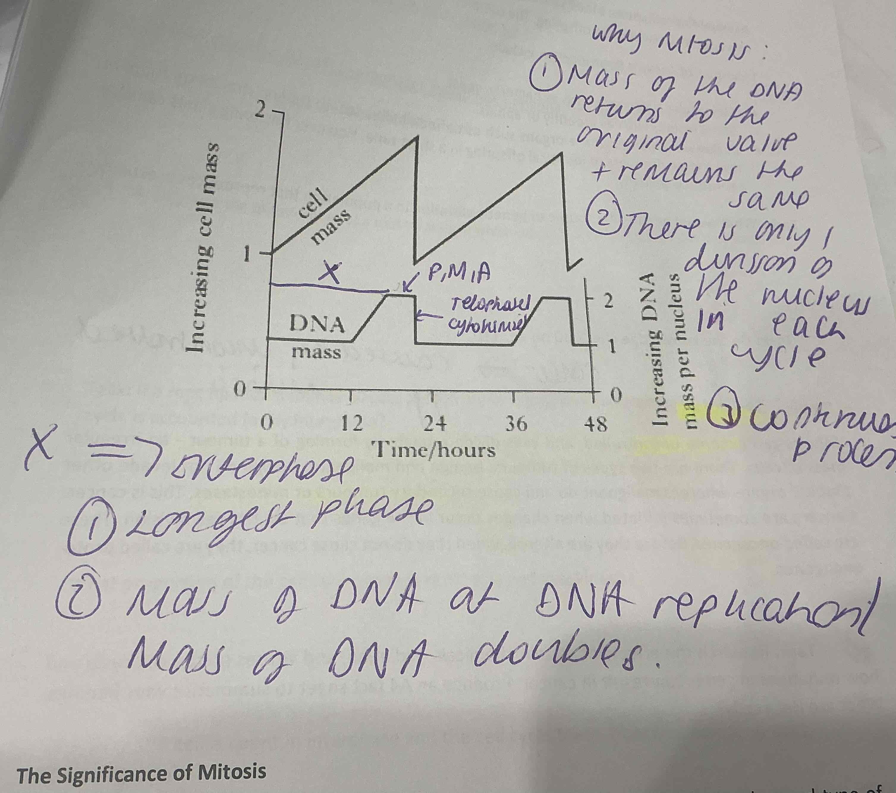 <p>.X= Interphase ( longest phase , DNA mass doubles at replication</p><p>- Mass of the DNA returns to the original value + remains the same</p><p>- There is only 1 division of the nucleus in each cycle</p><p>-Is a continuous process</p><p>.Arrow of PMA= MITOSIS</p><p>.Telophase + CYTOKENISIS then occurs</p>