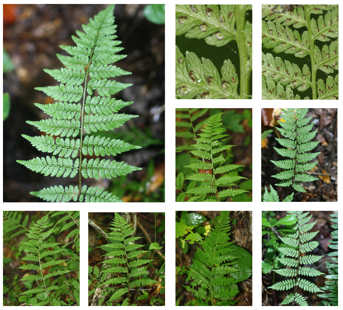 <p>Southern lady fern</p>
