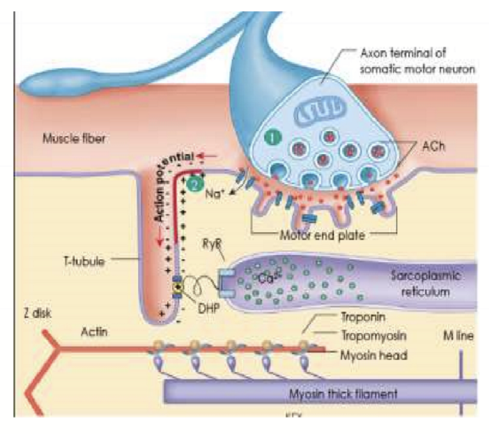 <ol><li><p>Depolarization of LMN releases a large amount of ACh</p></li><li><p>ACh binds to nicotinic cholinergic receptors on motor end plate of skeletal muscle fiber to open Na channels</p></li><li><p>Causes an End-plate potential/ EPP</p></li><li><p>ACh is removed by Acetylcholine esterase (AChE) </p></li><li><p>Causes an AP on the membrane of the skeletal muscle fiber to open Ca channels on SR</p></li></ol><p></p>