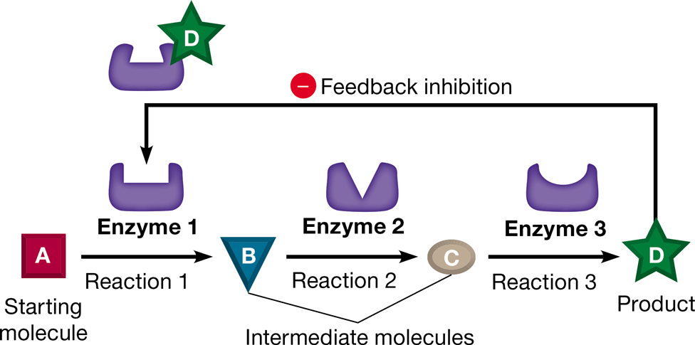 <p>metabolic control in which a product of the metabolic pathway acts as an inhibitor of an enzyme within that pathway</p>