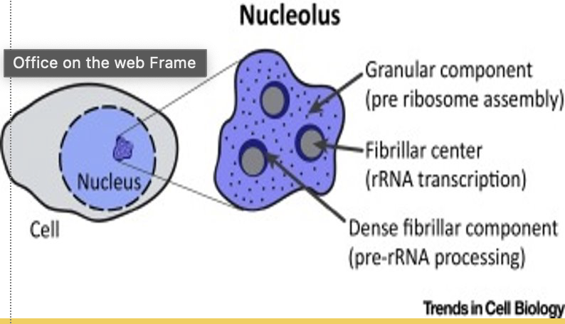<p>what is the nucleolus?</p>