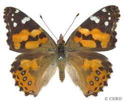 <p>Family: Nymphalidae</p><p></p><p>Base of antennae slightly separated from eye margin</p><p>Rarely with prolongation of hind wings</p><p>Front legs of both adults greatly reduced</p>