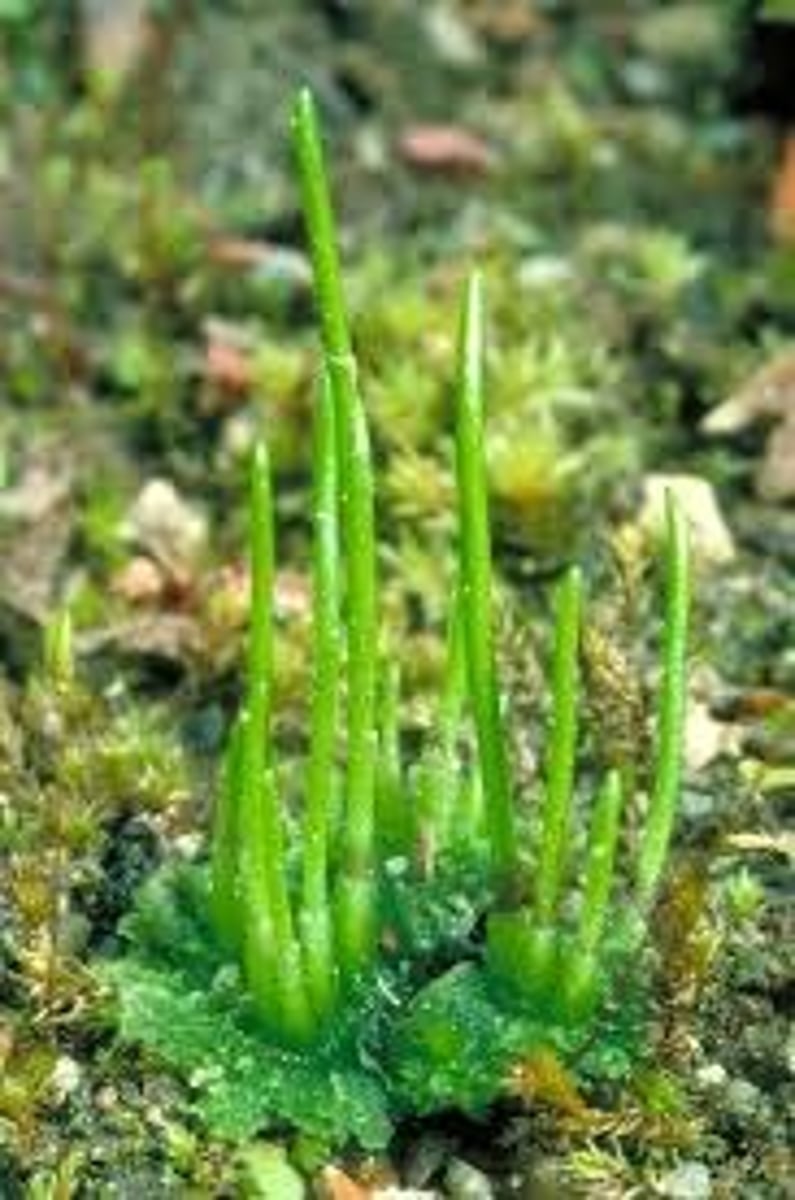 <p>Phylum of bryophyta characterized by an common elongated horn-like structure, which is the sporophyte; flattened, green plant body is the gametophyte</p>