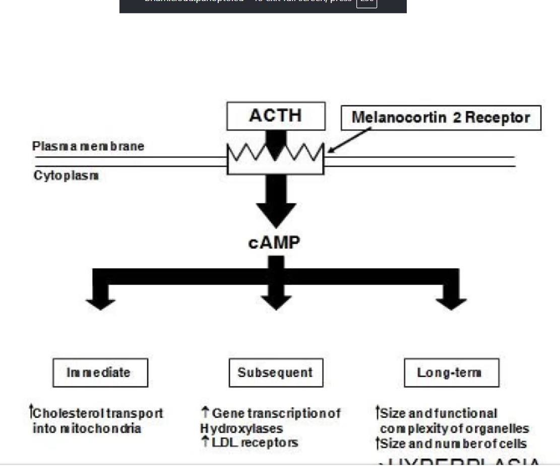 <ol><li><p>ACTH release</p></li><li><p>binds to cell surface receptor (ACTH/melanocortin 2 receptors)</p></li><li><p>use of 2nd messenger system (cAMP) to promote cortisol production</p></li><li><p>starts cortisol synthesis by increasing transport levels into mitochondria through increasing STAR proteins (TARGETS RATE-LIMITING STEP)</p></li><li><p>increase in the transcription of hydroxylases + increase in LDL receptors (low-density-lipase receptors)</p></li></ol><p></p>