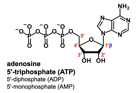 <p>adenosine 5’-mono/di/triphosphate (AMP/ADP/ATP)</p>