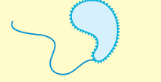 <p>Also called bdellovibrio</p>