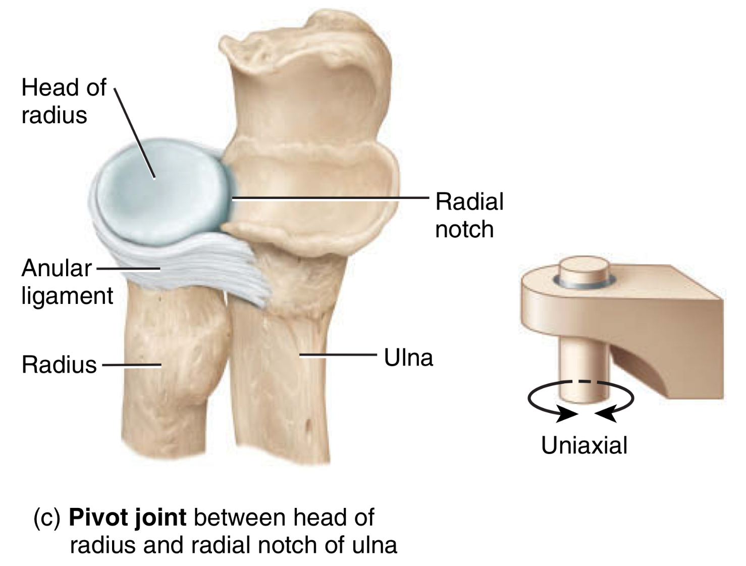 <p>type: pivot joint </p><p>type of movement: allows bones to rotate into a ring-like structure </p><p>location: atlantoaxial joint, radioulnar joint </p>
