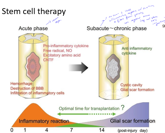 <p>Describe the stem cell therapy treatment for spinal cord injuries and why they work</p>