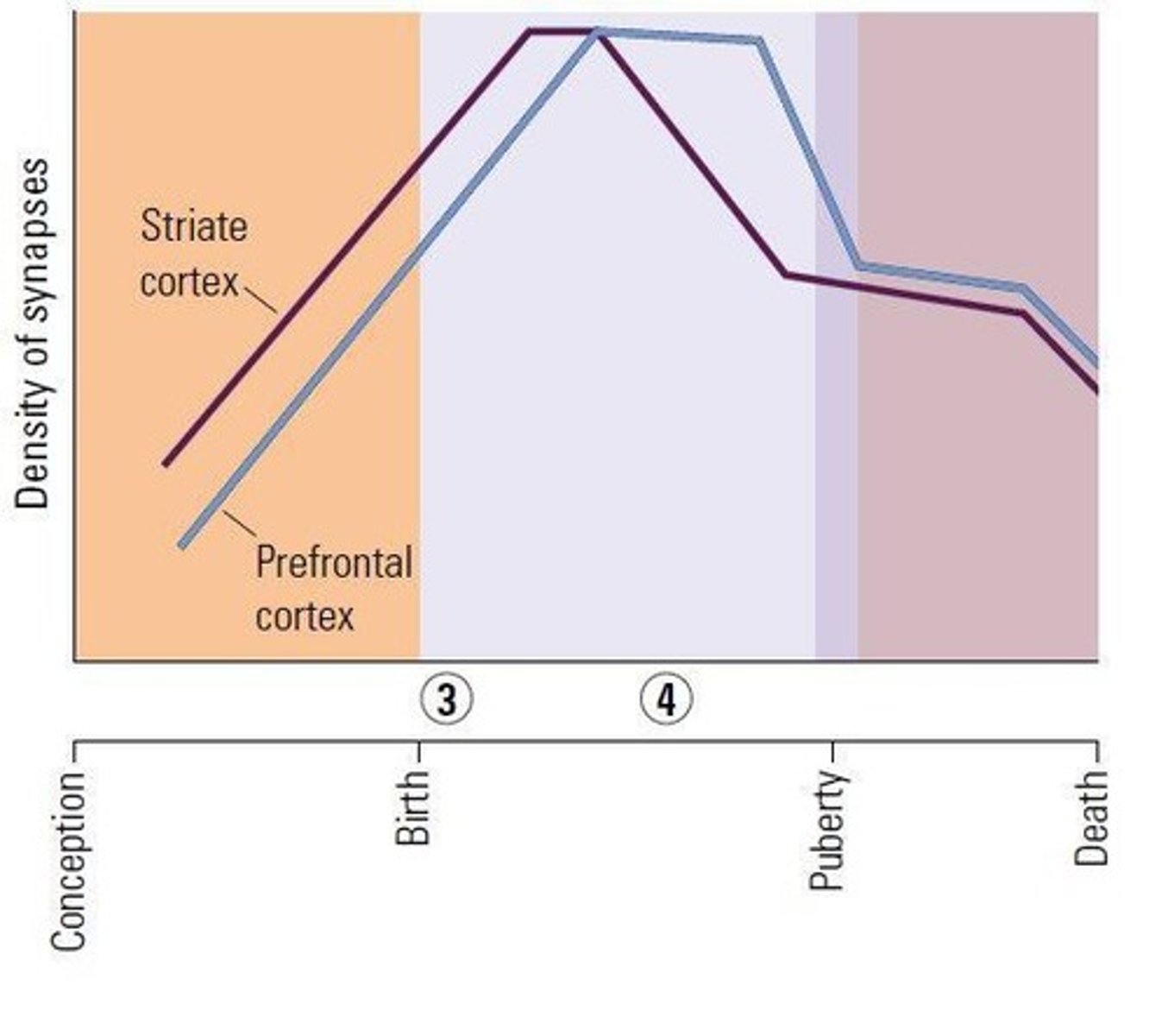 <p>The number of synapses grows rapidly, plateaus, and then rapidly decreases, with a loss of about 50% by age 2.</p>