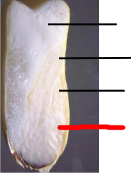 <p>What is depicted in this longitudinal section made through the middle of the corn kernel? </p>