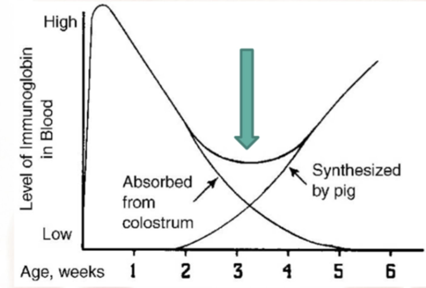 <p>weakest around 3 weeks where passive immunity declined and active is still low</p>