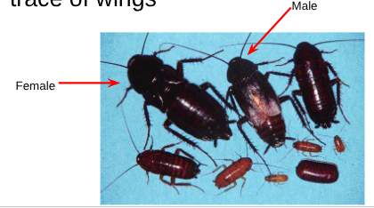 <p><span style="background-color: transparent;"><span>2-3 cm long, black color</span></span></p><ul><li><p><span style="background-color: transparent;"><span>Male has short wings, Female has just a trace of wings</span></span></p></li></ul><p></p>