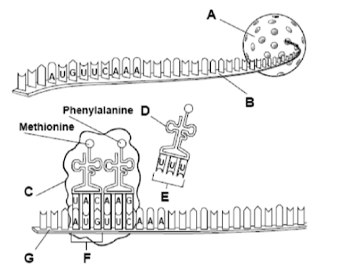 <p><span>Identify each label in the diagram.</span></p>
