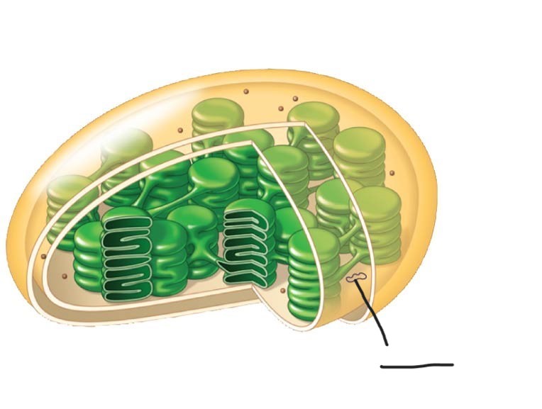 <p>5 Chloroplast </p>
