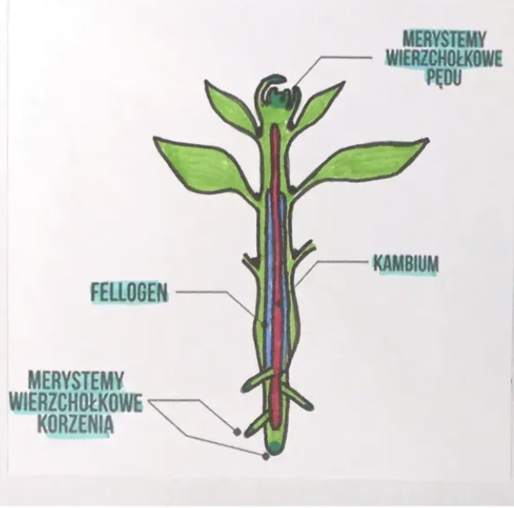 <ol><li><p>kalium (miazga) - przyrost na grubość, wytwarza wtórne tkanki przewodzące</p></li><li><p>fellogen - przyrost na grubość, odpowiada za wytwarzanie wtórnych tkanek okrywających </p></li></ol><p></p>
