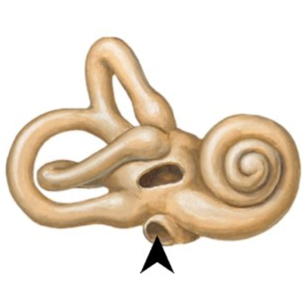 <p>What is this structure?</p>