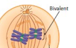 <p>bivalent meaning </p>