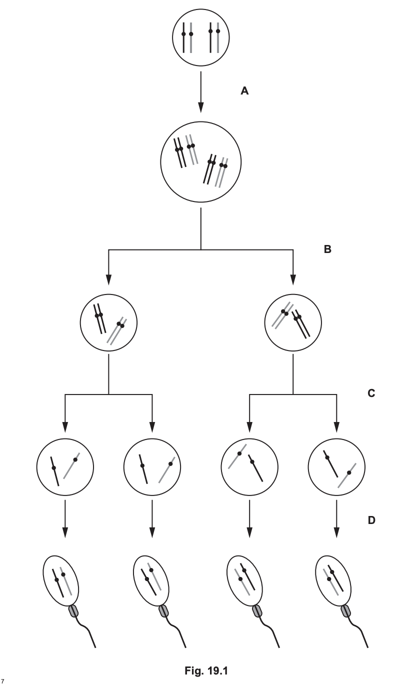 Sperm cells in animals are formed by spermatogenesis.

Metaphase 1 occurs at

telophase 2 occurs at

anaphase 1 occurs at
