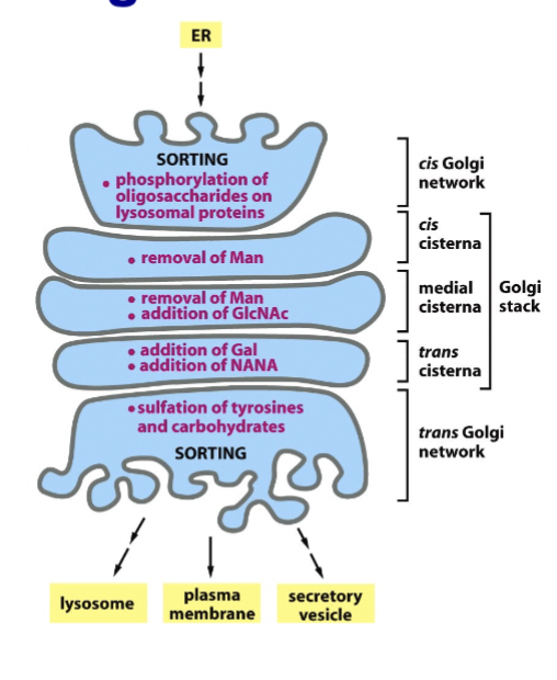 <p>performed for the next step so proteins are ready: plasma membrane/extracellular space, endosome/lysosome, peroxisomes, etc.</p>