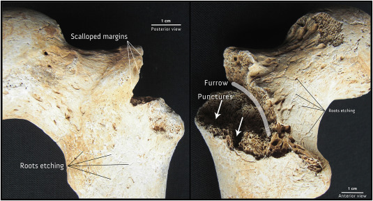 <p>carnivore activity on bones</p>