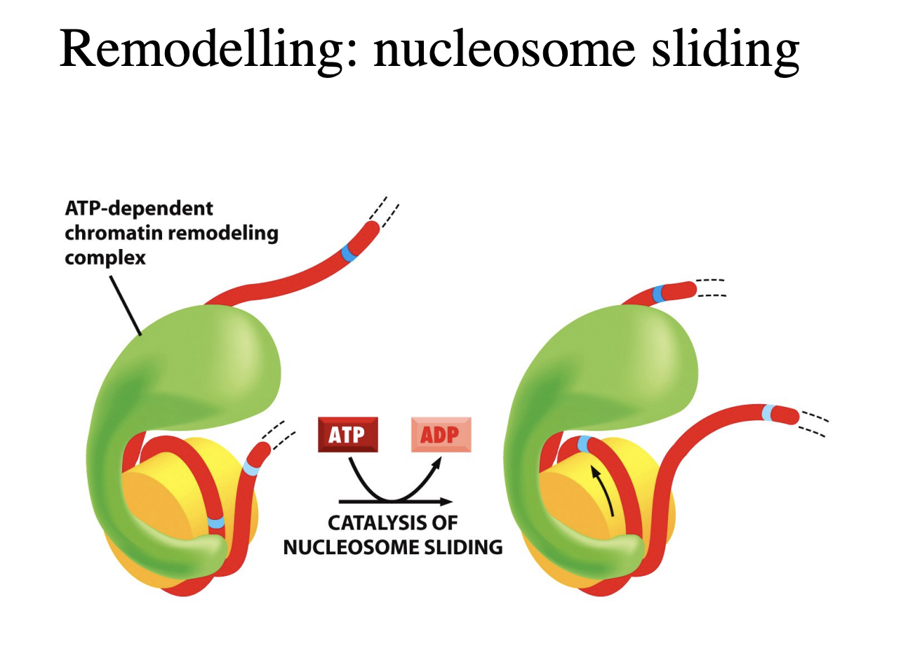 <ul><li><p>extends and makes a loop around the histone</p></li><li><p>moves around like an inchworm</p></li><li><p>gradually moving the histone along</p></li></ul><p>→ takes alot of energy</p><ul><li><p>each cycle moves it only by one base pair</p></li></ul><p></p><p><em>takes energy so needs chromatin assembly factors to help</em></p>