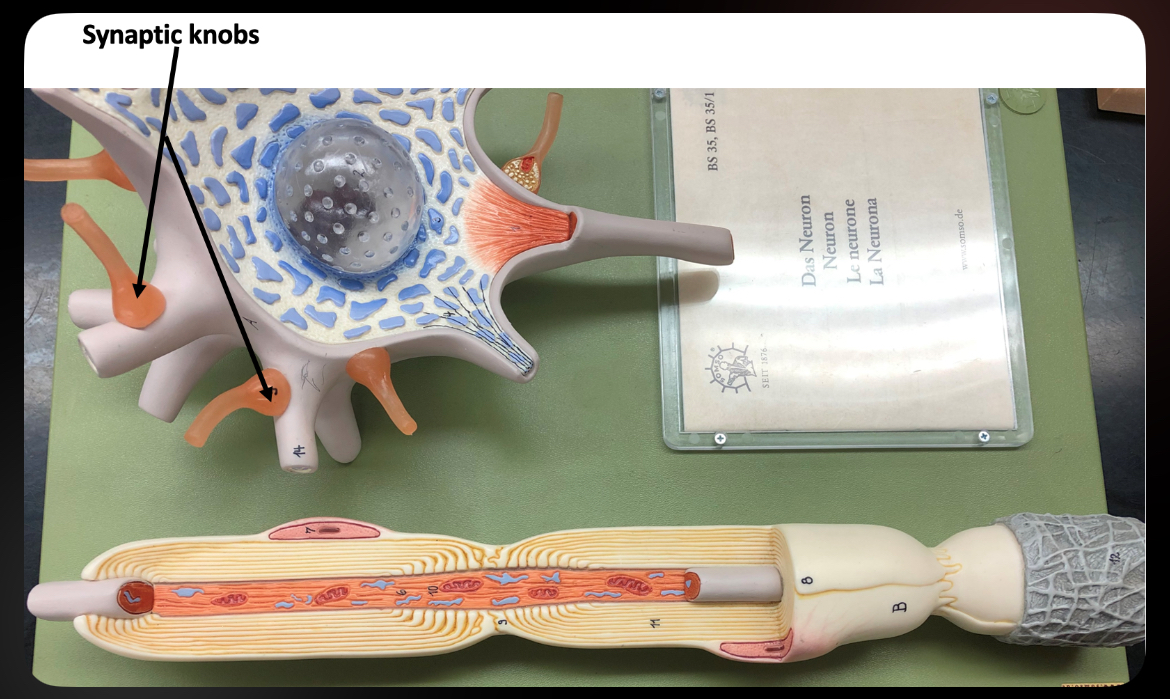 <p>Synaptic Knobs</p>