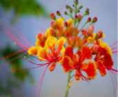 <p>type of inflorescence and the name of the plant </p>