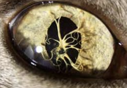 <p>What condition refers to peristent pupillary membranes, and is seen in Basenjis and mastiffs, due to fetal iris vasculature being retained?</p>