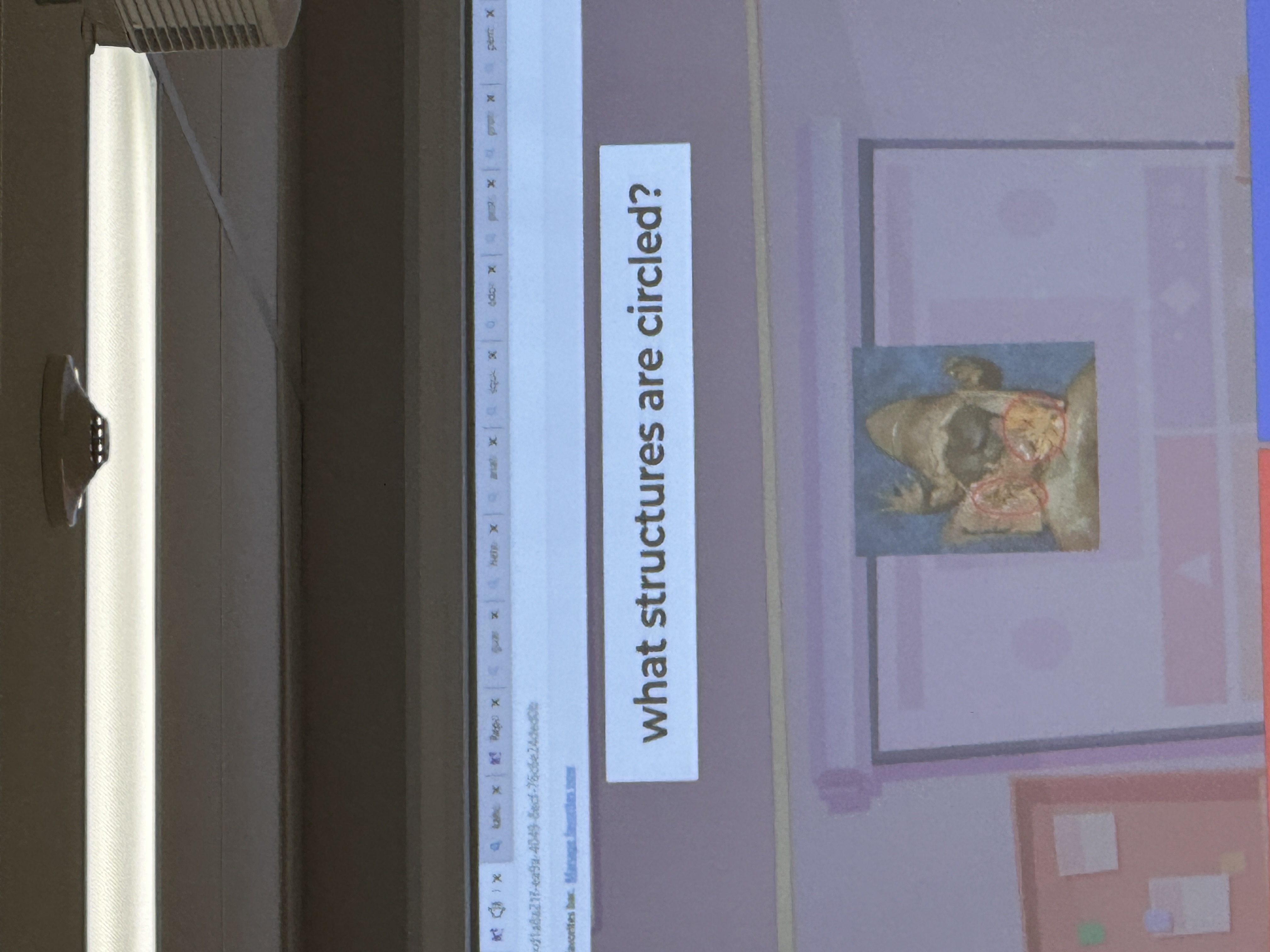 WHAT STRUCTURES ARE CIRCLED?