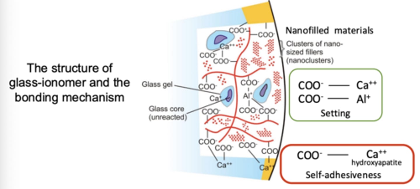 <p>Strength of the cement builds up with time: </p><p>Silicic acid rapidly polymerizes to form silica hydrogel</p>