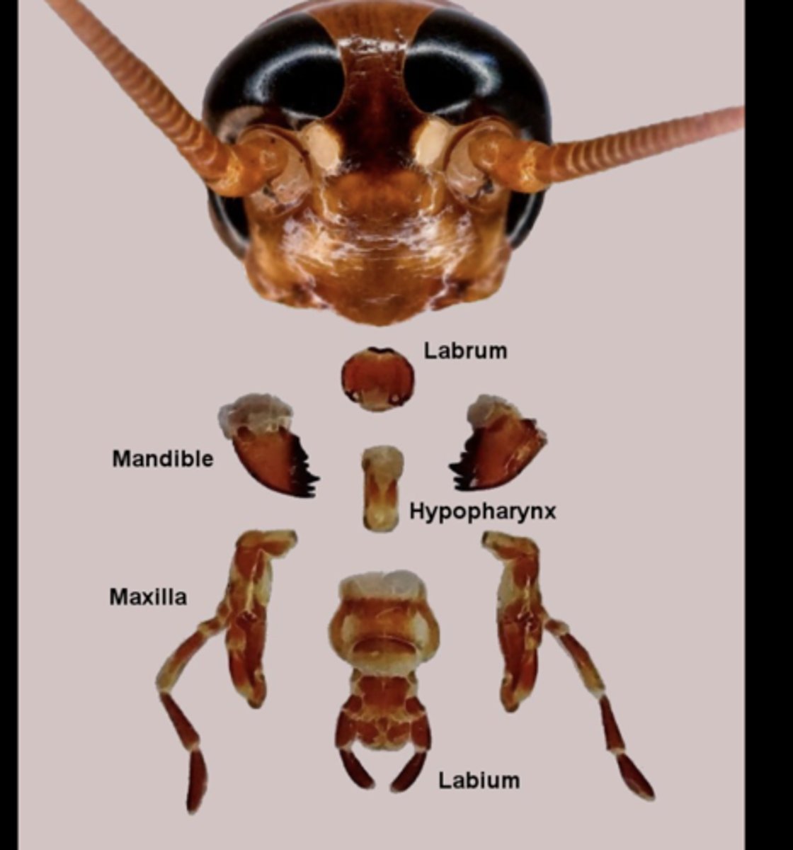 <p>Paired, jaw-like mouthparts used for biting, chewing, and cutting solid food.</p>