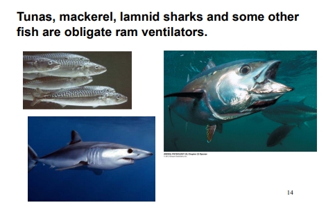 <ul><li><p>Ram ventilation is a method of breathing used by certain fast-swimming fish (like tuna, sharks, and mackerel) where they force water over their gills by swimming with their mouths open, instead of using buccal–opercular pumping.</p></li><li><p>The fish swims forward with its mouth open.</p><ul><li><p>The forward motion pushes water into the mouth.</p></li></ul></li><li><p>Water passes directly over the gills and exits through the opercular openings (or gill slits in sharks).</p></li><li><p>Oxygen diffuses from the flowing water into the blood in the secondary lamellae through countercurrent exchange, just like in other fish.</p></li><li><p>There’s no active pumping by mouth or opercular muscles — the swimming motion alone drives the water flow.</p></li></ul><p></p>