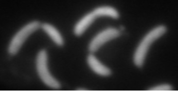 <p>Have to have flor. Emit light at high fluorescence after activation with a laser. Can use dyes</p>