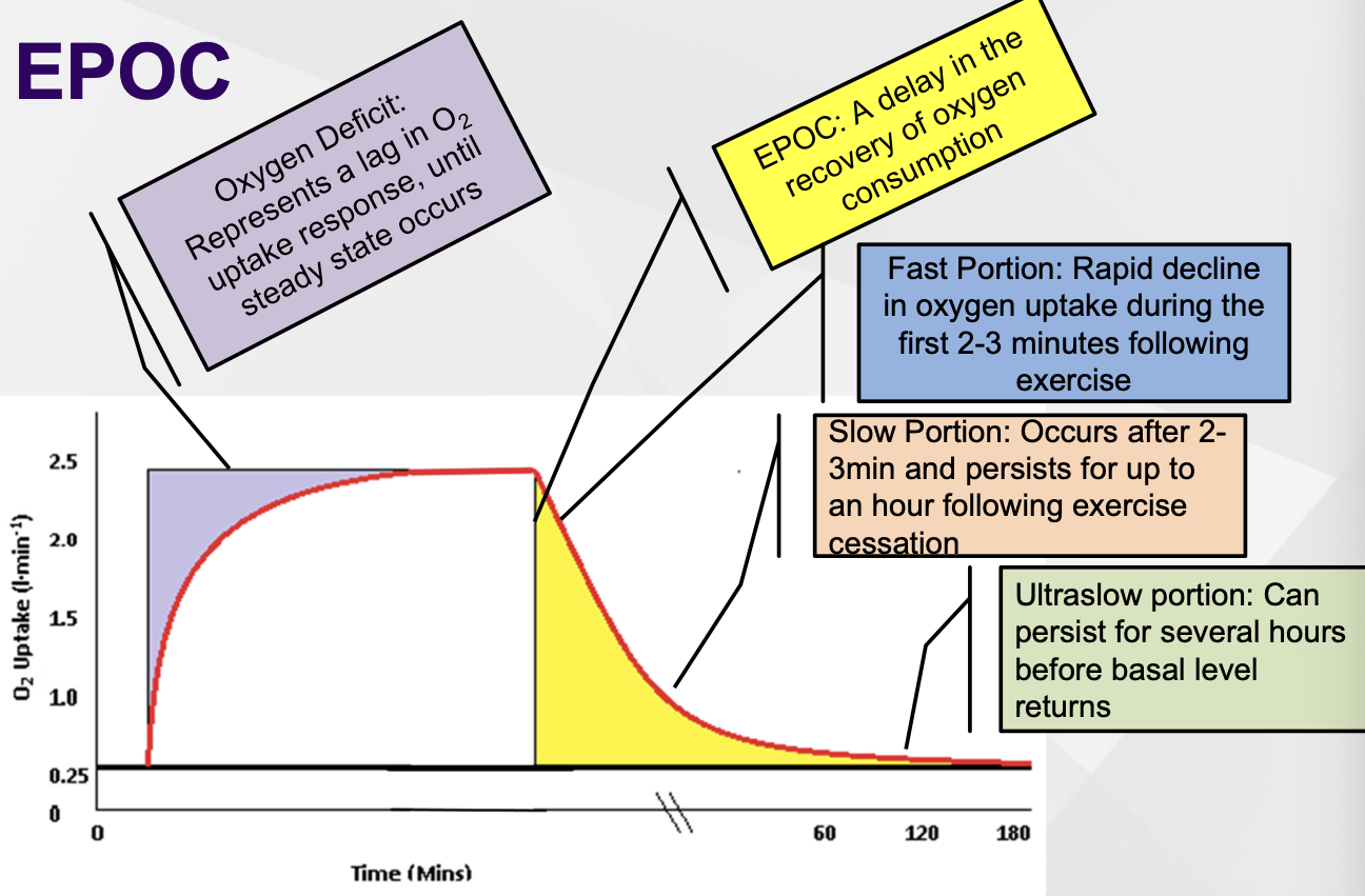 <ul><li><p>= excess post-exercise oxygen consumption</p></li><li><p><span><span>Fast: resynthesis of ATP and PCr</span></span></p></li><li><p><span><span>Fast: oxygen levels restored to myoglobin and haemoglobin</span></span></p></li><li><p><span><span>Fast: thermogenic effects of hormones</span></span></p></li><li><p><span><span>Slow: HR and VE remain elevated for several minutes after exercise</span></span></p></li><li><p><span><span>Slow: resynthesis of lactate to glycogen</span></span></p></li><li><p><span><span>Slow: thermogenic effects of elevated core temperature</span></span></p></li></ul><p></p>