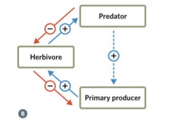 <ul><li><p>Predator on top, that will have - influence on herbivores (because predators eat herbivores)</p></li><li><p>Herbivores will have negative influence on primary producer (because herbivores eat primary producers)</p></li><li><p>Less herbivores = more primary producers (indirect + relationship of predators and resource of herbivores)</p></li><li><p>Examples: wolves in Yellowstone NP; sea otters &amp; kelp forests</p></li></ul><p></p>