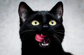 <p>black cat</p>