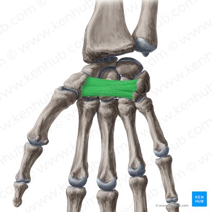 <p>(palms up) (fl.re)</p>