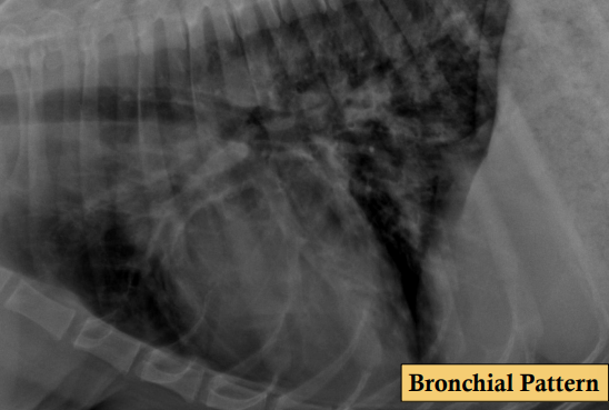 <p><span>Canine Chronic Bronchitis</span></p>