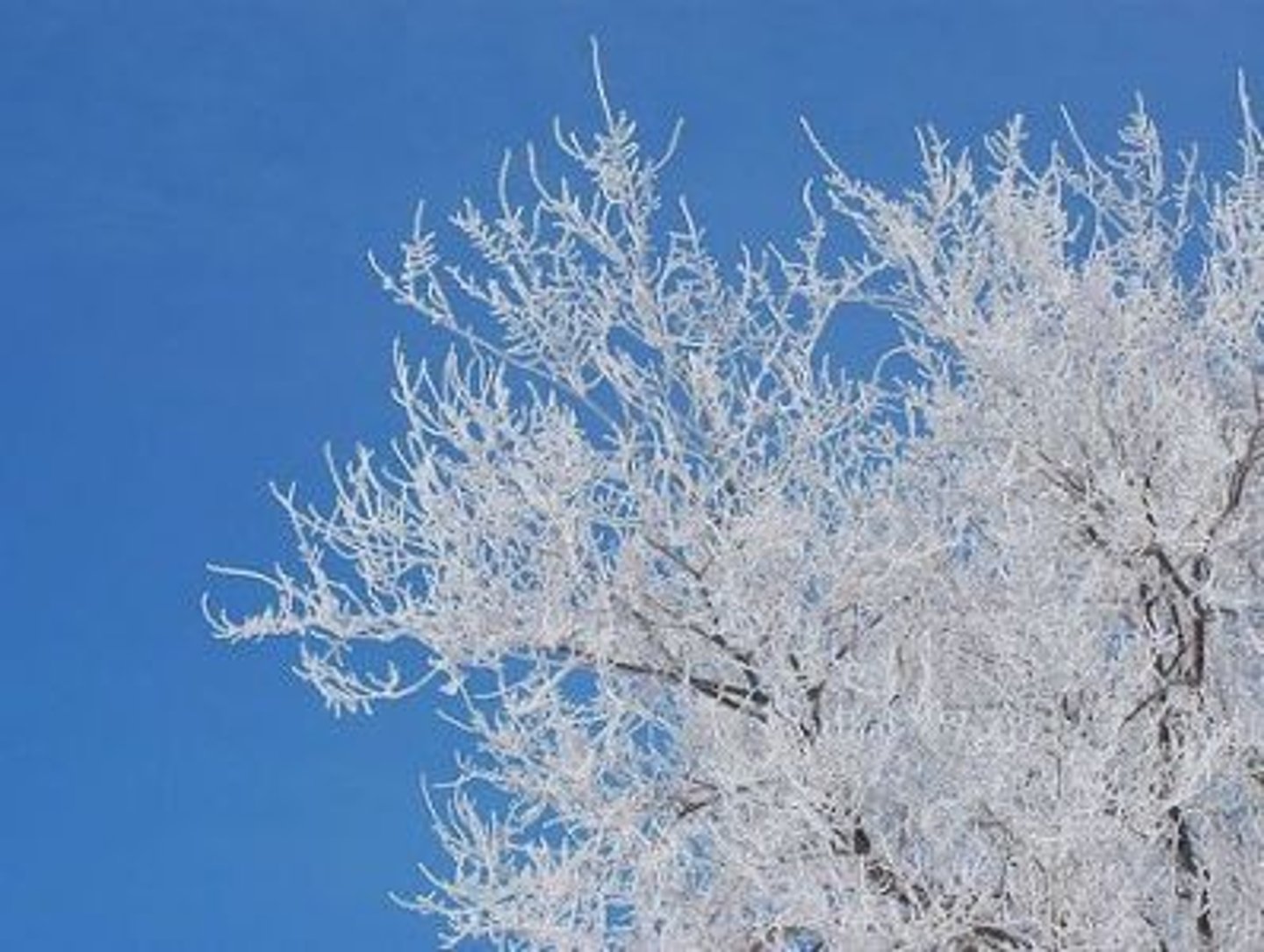 <p><strong>very cold, with a thin layer of white ice covering everything:</strong></p><ul><li><p><em>The ... air stung my cheeks.</em></p></li><li><p><em>It was a cold and ... morning.</em></p></li></ul><p><strong>If someone, or someone's behaviour, is ~, they are unfriendly and not welcoming:</strong></p><ul><li><p><em>He gave me a ... look.</em></p></li><li><p><em>The chairperson's plan received a ... reception from the committee.</em></p></li></ul><p></p>