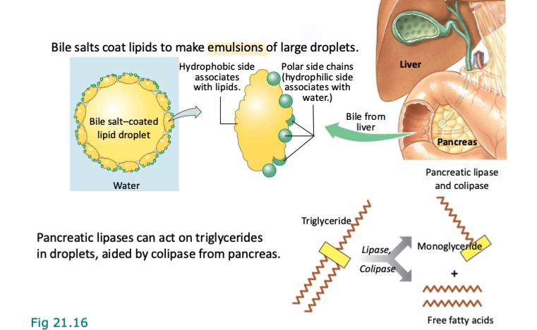 <ul><li><p>small intestine senses fats enter it → release hormone called <span><strong>cholecystokinin (CKK) </strong></span></p><ul><li><p>causes the <strong>gallbladder to secrete bile</strong> produced by the liver → contains <strong>bile salts</strong></p></li></ul></li><li><p>hydrophobic parts → conduct <strong>emulsification</strong> → coat the large lipids and break them down</p><ul><li><p>higher surface area to volume ratio, meaning → more SA for digestive enzymes to work on</p></li></ul></li><li><p><strong>Pancreatic lipases</strong> (digestive enzymes originating from the pancreas) break down triglycerides into free fatty acids and monoglycerides</p><ul><li><p>bile salts can actually inhibit lipase (make it harder to bind) → co-enzyme called <strong>colipase</strong> is secreted by pancreas w lipase → binds to lipase and fat droplets, anchoring them together even when bile salts are present</p></li></ul></li><li><p>all fats (except for cholesterol) are digested into smaller components</p><ul><li><p>broken-down fats, now monoglycerides free fatty acids, and phospholipids, alongside bile salts form <strong>micelles</strong></p></li></ul></li></ul><p></p>